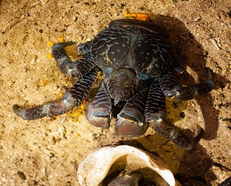 The mighty Coconut Carb, Birgus latro, is the largest land-living arthropod. の写真素材