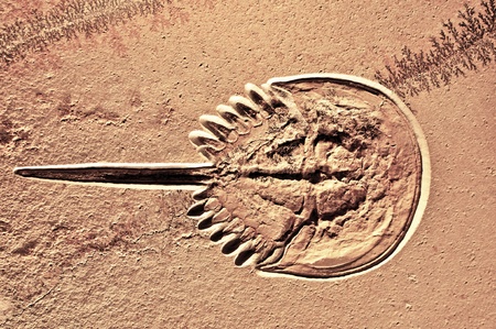 Fosilized Horseshoe crab  Theses animals are considered living fossils, as they have not much...