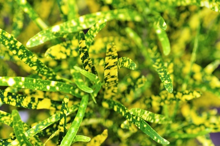Colorful spotted Leaves, good as a Background texture