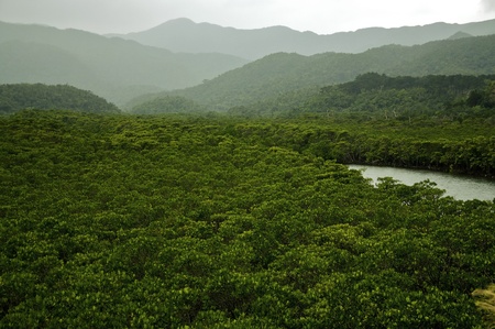 Rainforest with river in the tropics  An untouched wilderness  の写真素材
