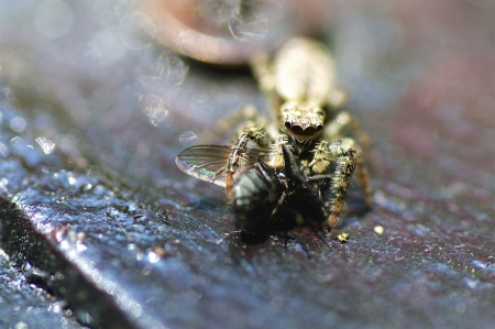 Closeup of a small Wolf spider eating a fly  Focus is on spider