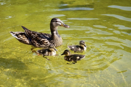 Mother Duck three cute ducklingsの写真素材