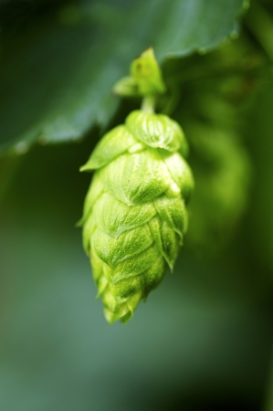 Closeup of a bud of hops, humulus, used for brewing beerの写真素材