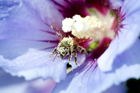 Honey Bee emerging from a blossom after pollenizingの写真素材