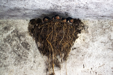 Four young swallow fledglings in their nestの写真素材