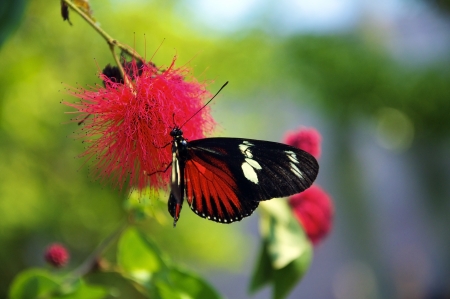Closeup of a beautiful tropical butterfly on a red flowerの写真素材