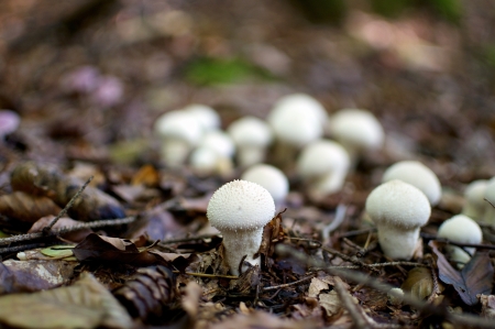 Group of Common Puffballs  Lycoperdon perlatum  or warted puffballs, gem-studded puffballs, or devilの写真素材