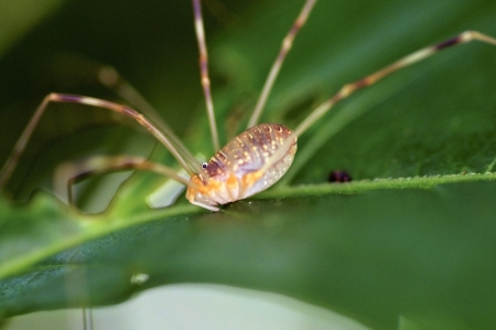 Macro shot of a tiny harvestman, a spider-like animal from the family Opiliones  