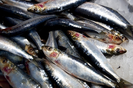 Fresh frozen sardines  pilchards  on iceの写真素材