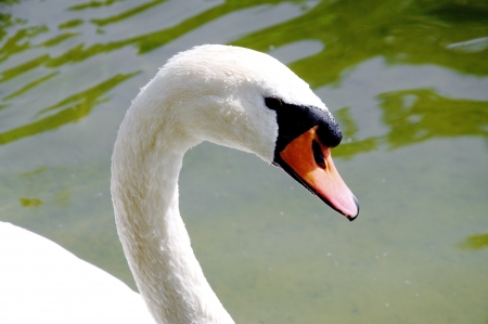 Closeup of a beautiful mute swans headの写真素材