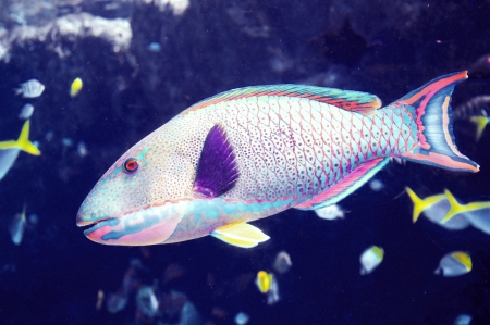 Large tropical fish underwater in a reef