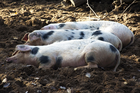 Three pigs, sleeping happily in the sun on a farm.の写真素材