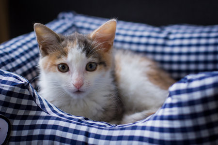 A cute kitten with big eyes in a basket just woke up and looking into a cameraの写真素材