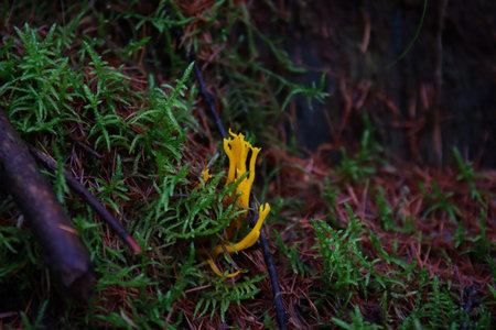 Bright Yellow Stagshorn is also known as Calocera viscosa is growing on the green moss in the forest close to Ruinen, Drenthe, the Netherlandsの写真素材