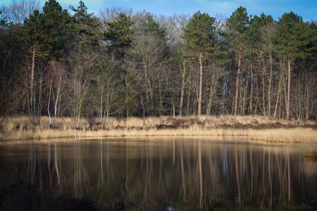 A perfect mirror reflection of a forest peat bog during wind still conditions in the wintertimeの写真素材