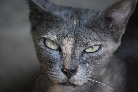 A housy cat likes to rest