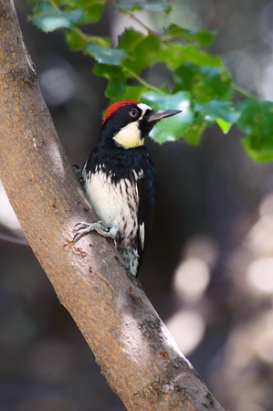 Acorn Woodpeckerの写真素材