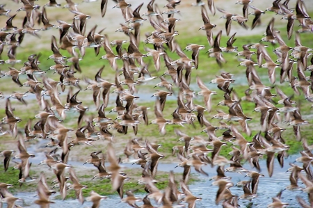 Clouds of Western Sandpiper flying in Bolsa Chica Wetlands - Orange County, Californiaの写真素材