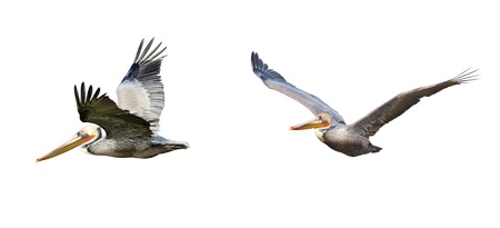  Brown Pelican in Flightの写真素材