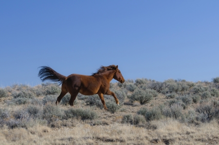 Wild Horse Runningの写真素材