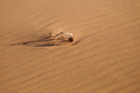 Dried grass in the dune of pink sandの写真素材