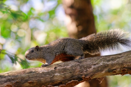 Pallas squirrel
