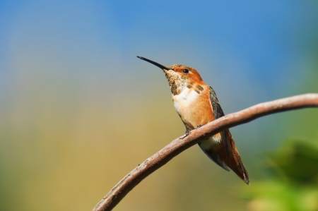 Rufous Hummingbirdの写真素材