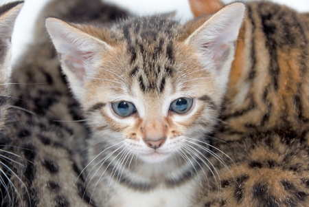 Kittenの写真素材