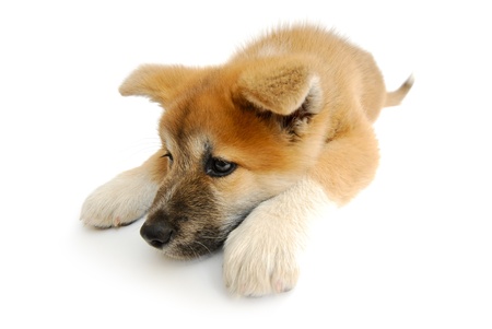 Isolated Puppy, Akita-Inuの写真素材