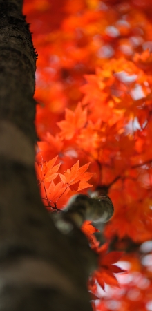 Autumn color of Japanese maple in Gifu prefecture, Japanの写真素材
