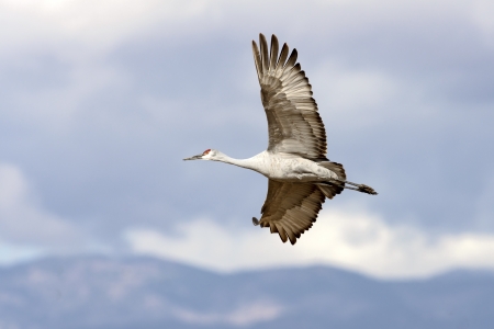 Sandhill crane flying at Bosque del Apache national wildlife refuge in New Mexico.の写真素材