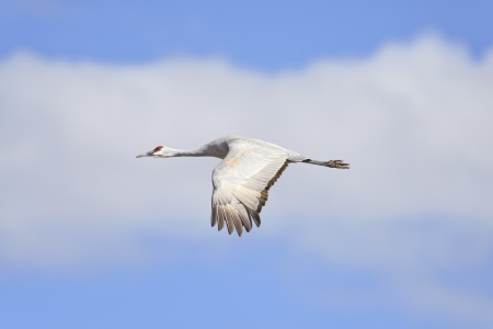 Sandhill crane flying at Bosque del Apache national wildlife refuge in New Mexico.の写真素材