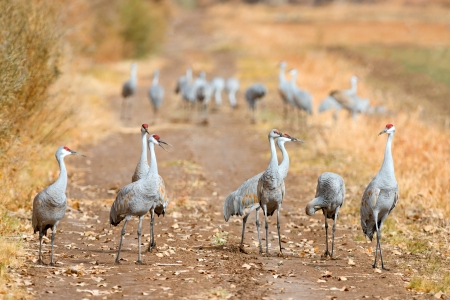 Sandhill cranes on the road in  Bosque del Apache national wildlife refuge in New Mexico.の写真素材