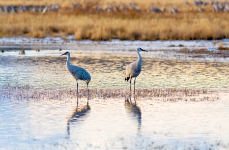 Pair of Sandhill cranes at Bosque del Apache national wildlife refuge in New Mexico.の写真素材