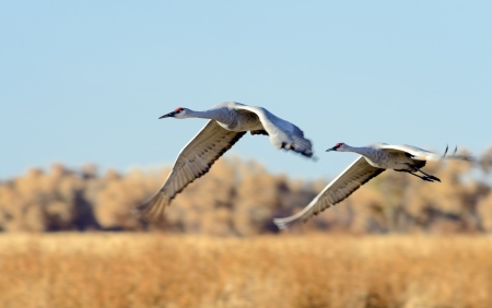 Sandhill cranes flying at Bosque del Apache national wildlife refuge in New Mexico の写真素材