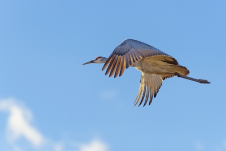 Sandhill crane flying against the blue sky at Bosque del Apache national wildlife refuge in New Mexico.の写真素材