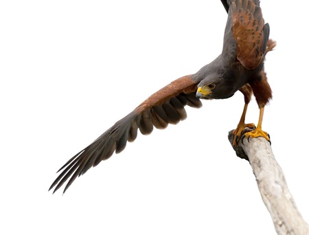 Harris Hawk perching on a branch, Isolated on a white background の写真素材