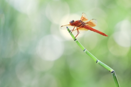 Red Dragonfly perched on grassの写真素材