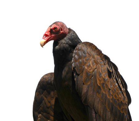 Turkey vulture portrait on white backgroundの写真素材