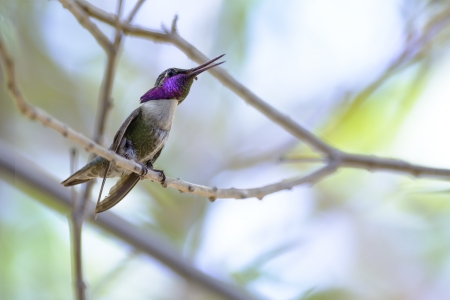 Hummingbird perched on a branchの写真素材