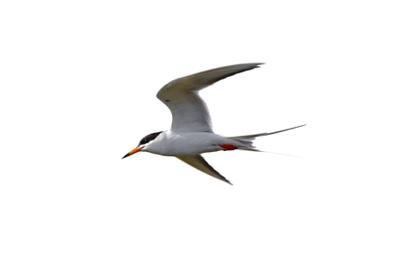 Common Tern in flight at Bolsa chica, California USA の写真素材