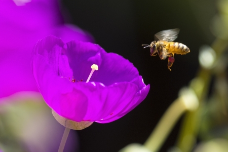 Honey Bee gathering pollen of the pink flowers of Portulaca  Purslane, Moss Rose の写真素材