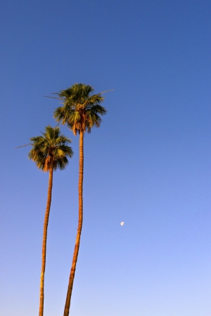 Palm trees in the sunset light in La Jolla, California の写真素材