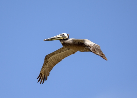 Brown Pelican flying against the blue sky の写真素材