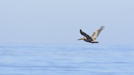 Brown Pelican flying above the ocean の写真素材