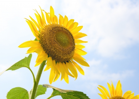 Sunflower against a hazy sky の写真素材