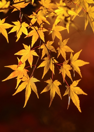 Vibrant autumn forest in Japanの写真素材