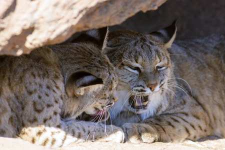 A pair of  bobcat  lynx   の写真素材