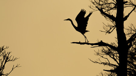 Silhouette of blue heron taking off の写真素材