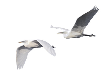 Great Egret flying on white background